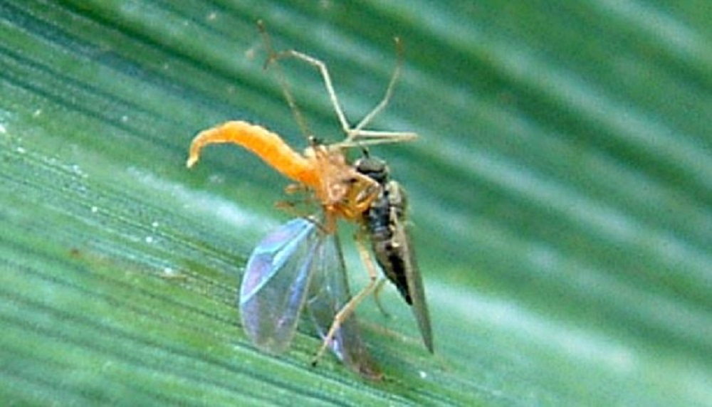 Dance fly (Platypalpus spp.) with orange wheat blossom midge